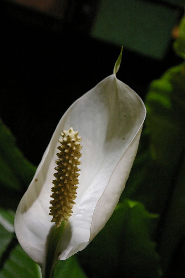 macro fleurs: macro fleurs 009